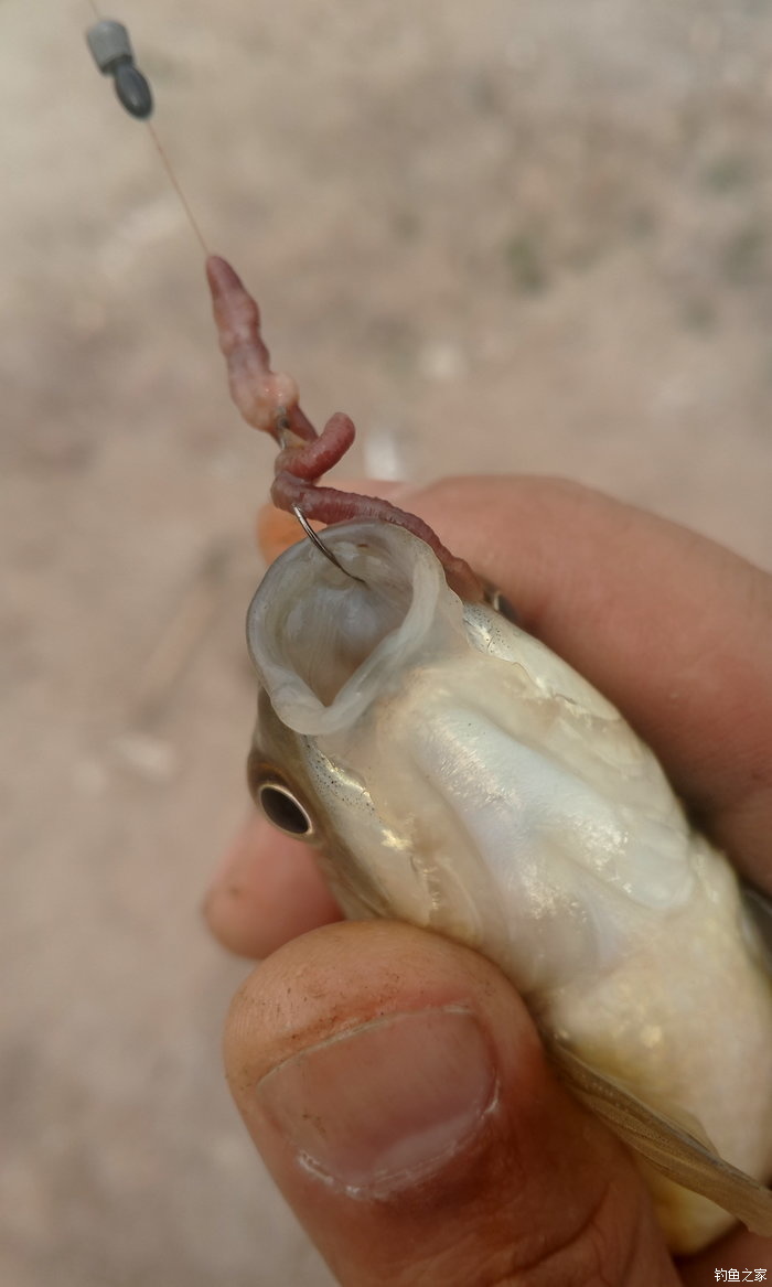 八一水库钓草鱼,八一水库钓青稍