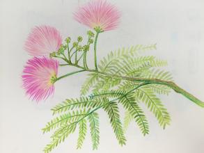 久服安神，欢乐无忧，专治心思不遂神经衰弱，你造吗？