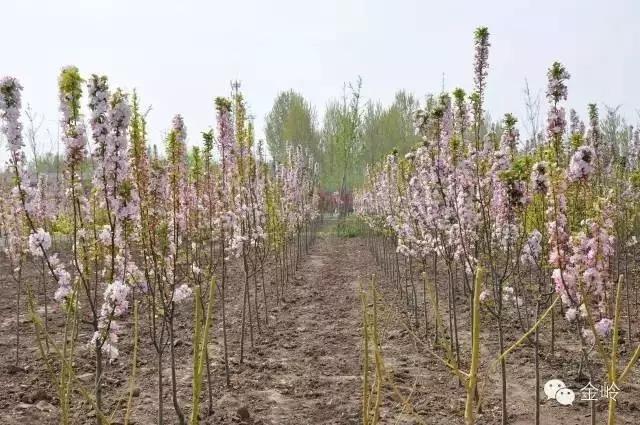 临淄:特色小镇的春天——金岭敬仲朱台齐陵