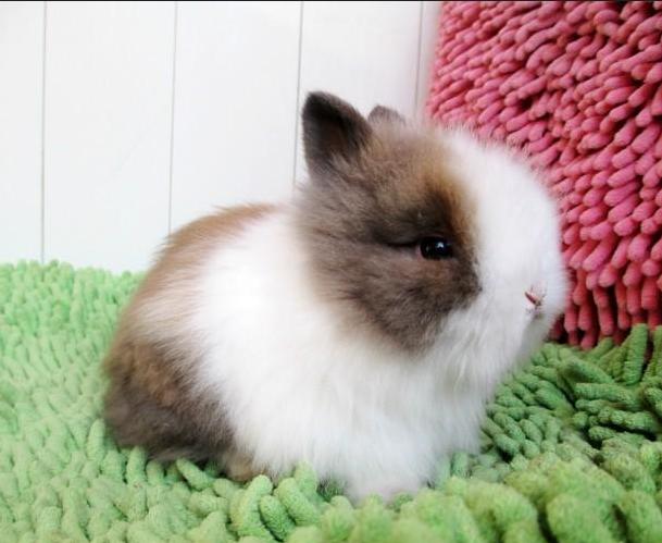 宠物兔子要控制食量吗,宠物兔子会冷吗怎么养