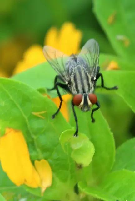 哪些昆虫有三对足两对翅一对触角,什么昆虫是三对足两对翅一对触角