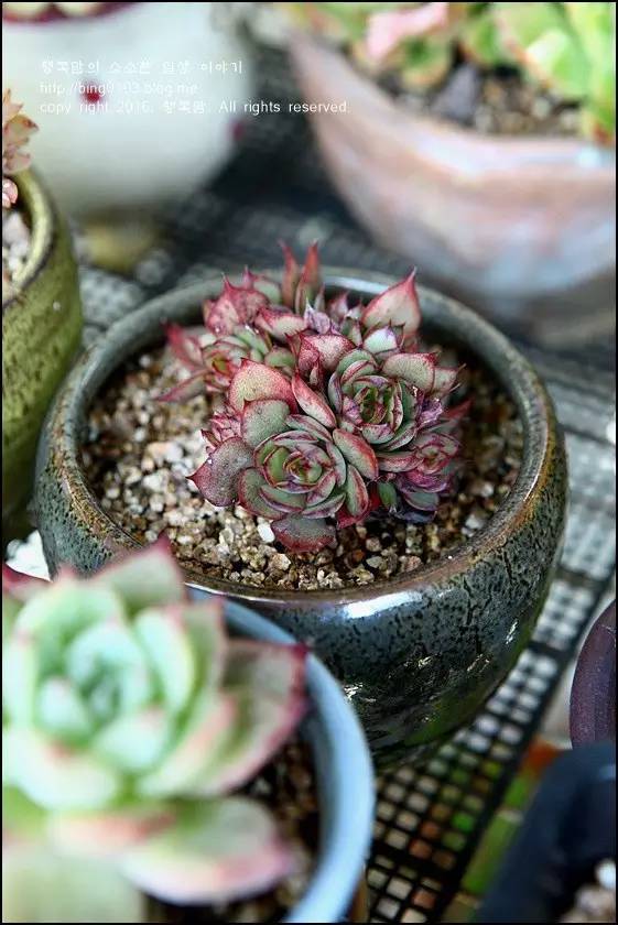 直播间不退不换的韩货,未来直播带货会持续红火吗