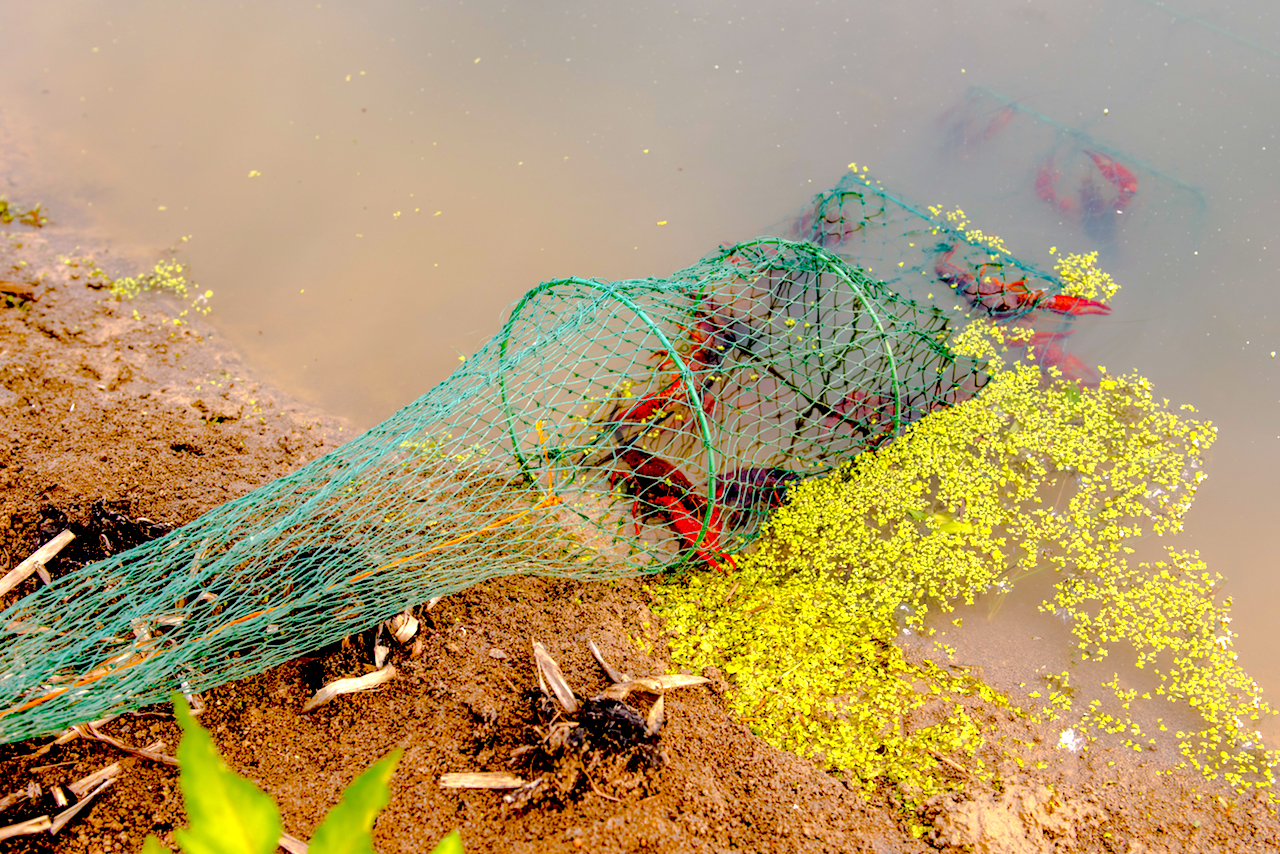 龙虾养殖技术大全,一季龙虾一季鱼的养殖技术指导