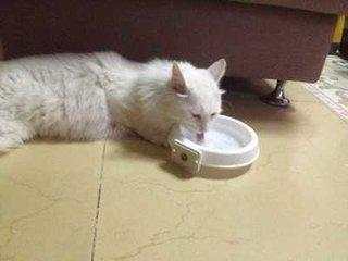 过年带猫回家注意事项,过年带猫回家怎么防止它不乱跑