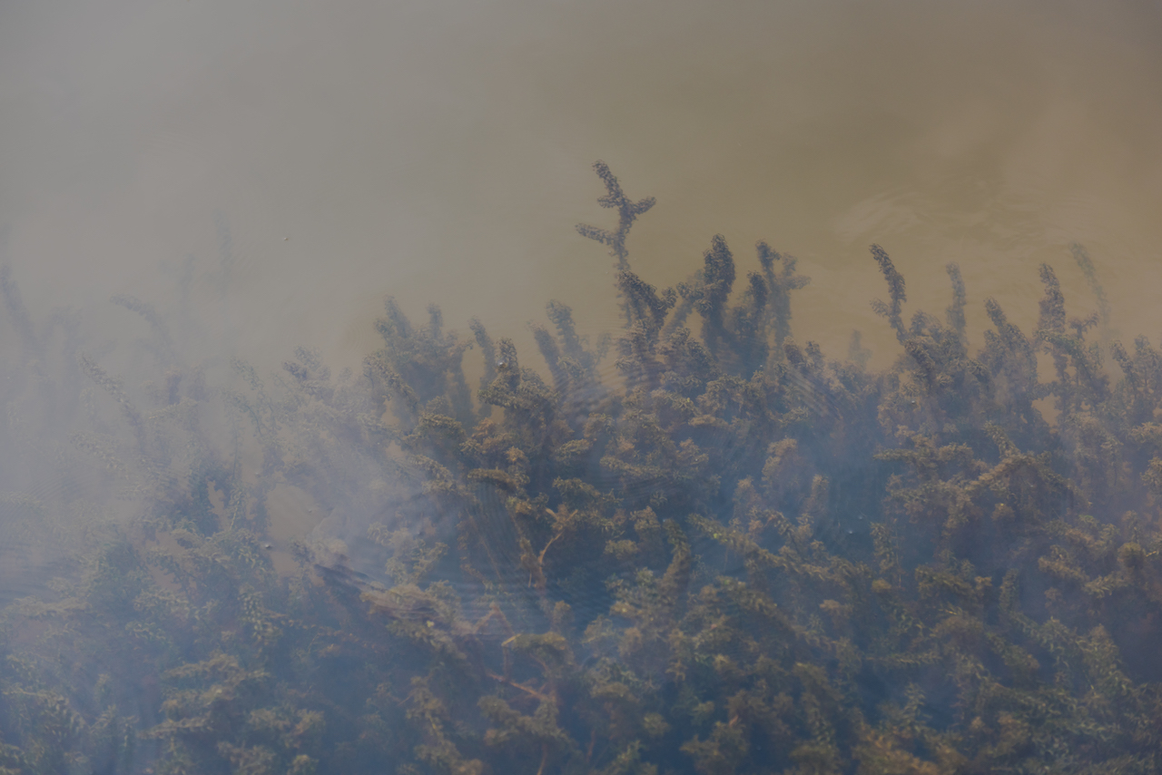 龙虾怎样养殖要注意哪些问题,龙虾怎么样养殖视频