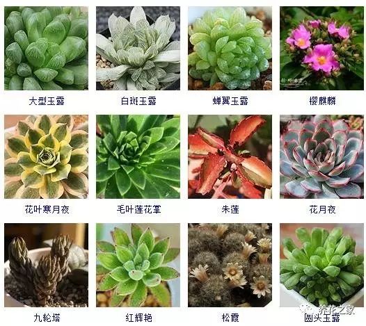 八种常见的多肉植物,215个多肉植物样子