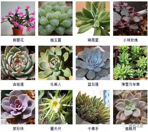 八种常见的多肉植物,215个多肉植物样子