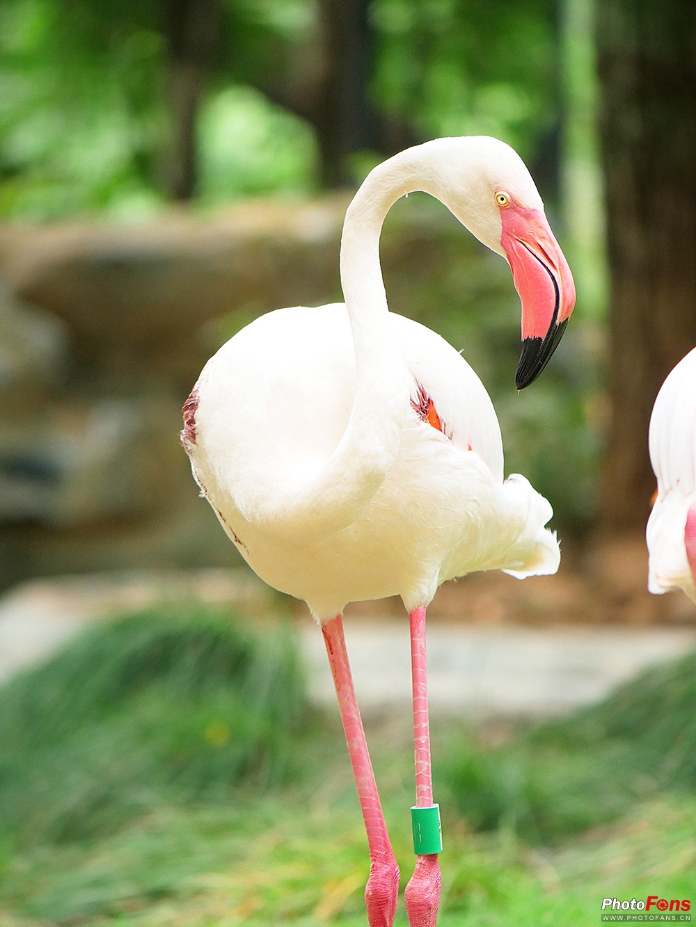 细节决定一切*钟金**中型液压云台FHD-66A