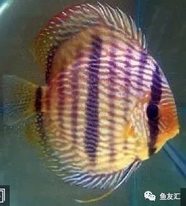 野彩和家彩的饲养区别,野彩到底好不好养