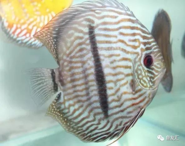 野彩和家彩的饲养区别,野彩到底好不好养