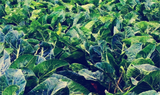 2023农业贷款需要什么手续和条件,农业贷款申请最新攻略是什么