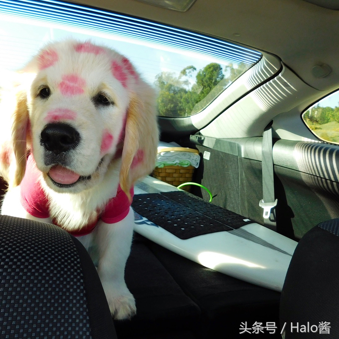 欧美流行在狗狗脸上吻满唇印，兽医：小心唇膏含有害金属！