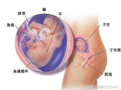 孕十八周的胎宝宝长多大啦？怀孕十八周胎动是什么感觉