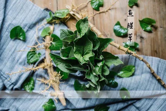 【健康课堂】—鱼腥草，清热消炎防辐射，提高免疫力，治疗宫颈炎