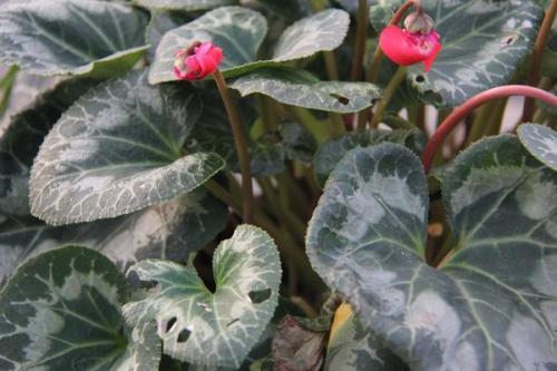 花卉上有虫害怎么办小妙招,家庭盆栽花卉如何防护虫害