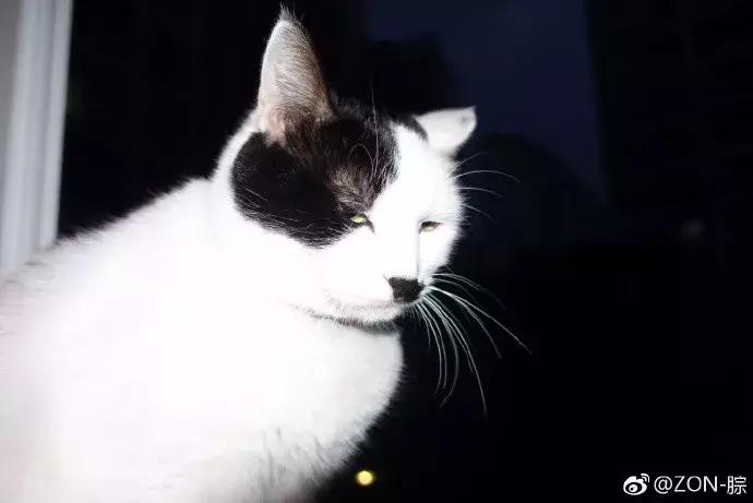 网友家的猫坐键盘上，偶然竟打出这几个字，可以说，细思极恐了！