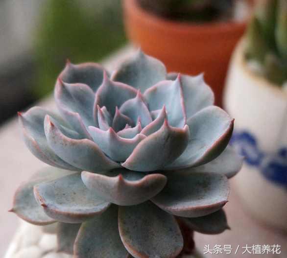 蓝石莲多次砍头要不要剥叶子,蓝石莲砍头爆崽的图片