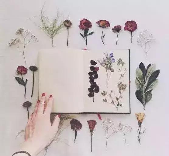 怎么把鲜花做成标本不会枯萎,透明树脂胶怎么制作鲜花标本