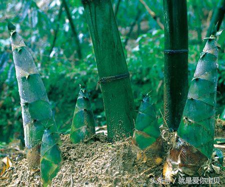 宝宝加辅食过早的危害,过晚添加辅食