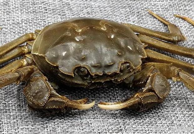 大闸蟹活蟹清蒸,蟹的家常做法大闸蟹清蒸