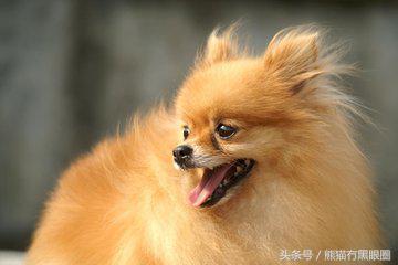 不掉毛的宠物犬,哪种宠物犬不掉毛无体臭