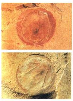 寒武纪有哪些奇怪的生物,寒武纪生物大爆发最主要特征