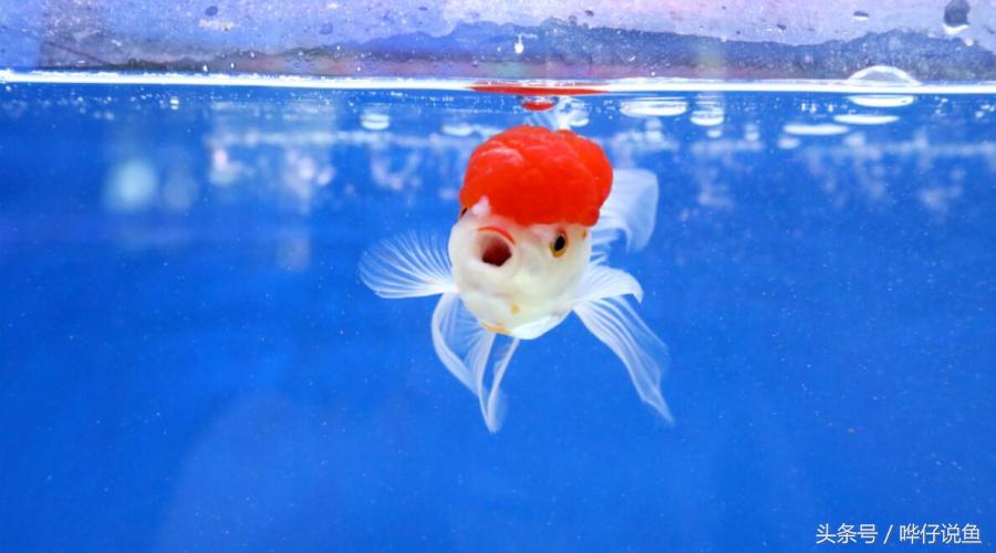 宠物鱼怎么养不会死,养鱼不死鱼的三个绝招锦鲤