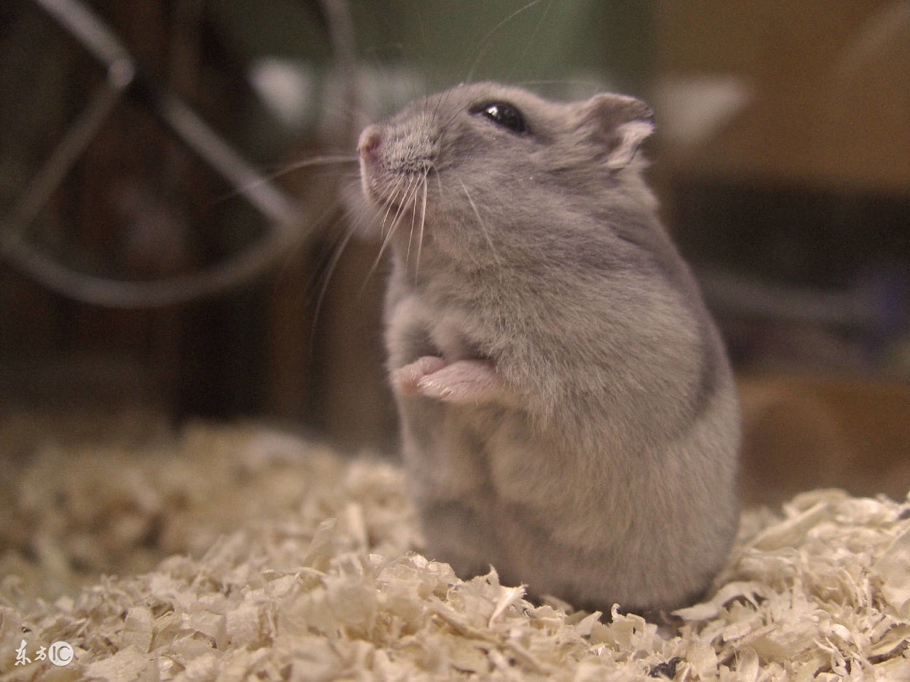 仓鼠心情不好,仓鼠精神有问题怎么判断