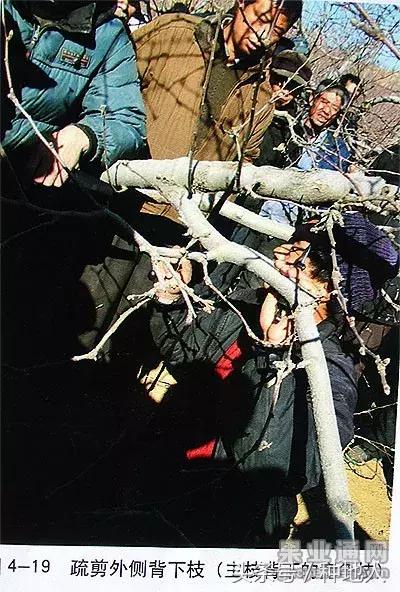汪景彦苹果树傻瓜式修剪技术详解,傻瓜式苹果小树修剪技术