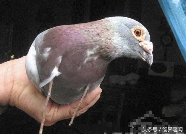 养鸽人的十大特征,养鸽子为什么要重视幼鸽