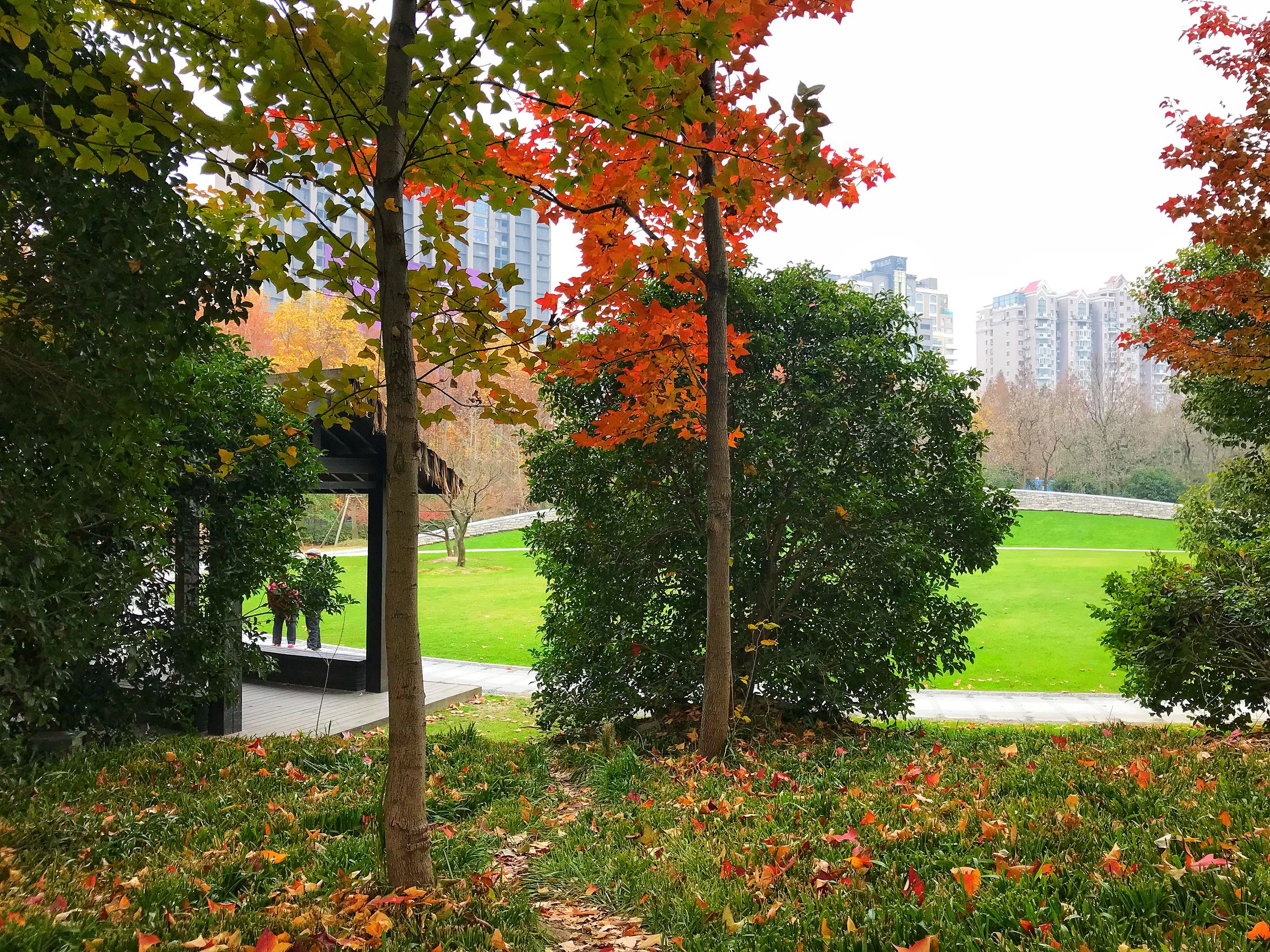 上海浦东世纪公园秋季,上海浦东新区世纪公园