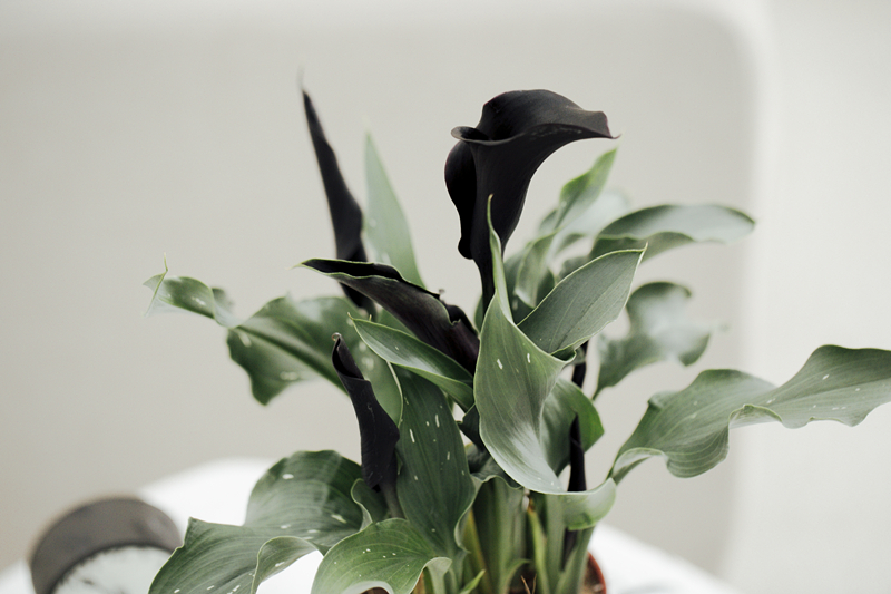 马蹄莲怎样盆栽与养护,盆栽马蹄莲的养护方法