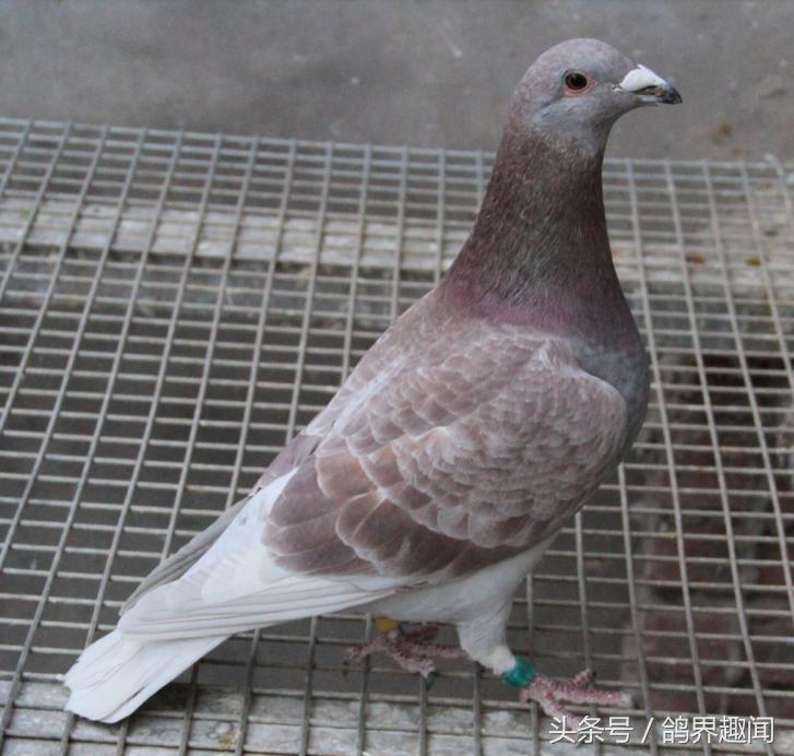 养鸽人的十大特征,养鸽子为什么要重视幼鸽
