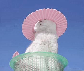 热衷浪浪浪的精致喵仙人，从此不惧空调和冷风