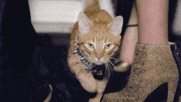 热衷浪浪浪的精致喵仙人，从此不惧空调和冷风