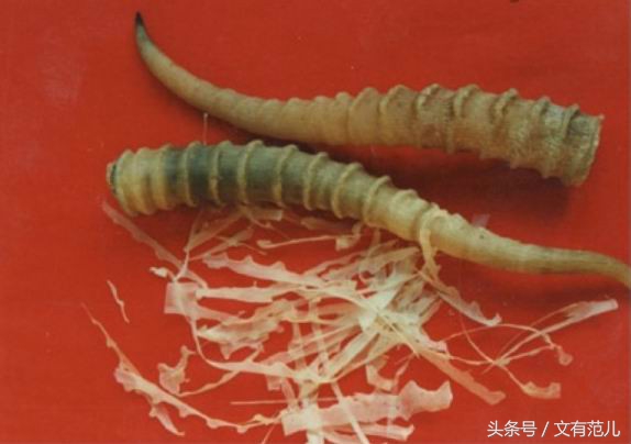 中药犀角图片,中药犀角和水牛角的区别