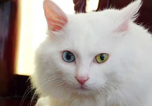 大中小！so？你家主子属于哪种？