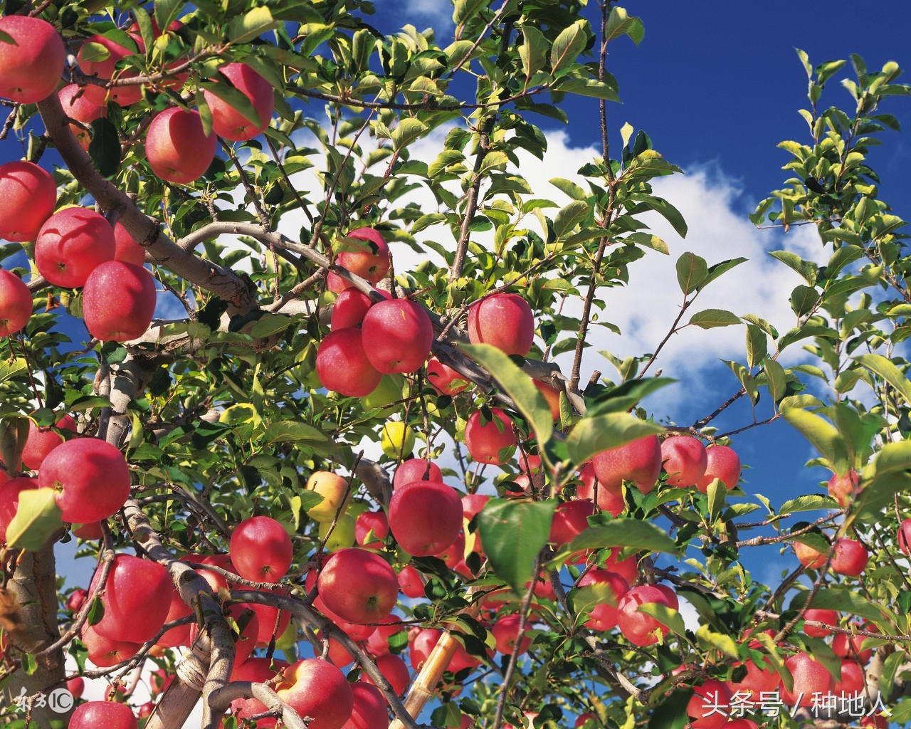 汪景彦苹果树傻瓜式修剪技术详解,傻瓜式苹果小树修剪技术