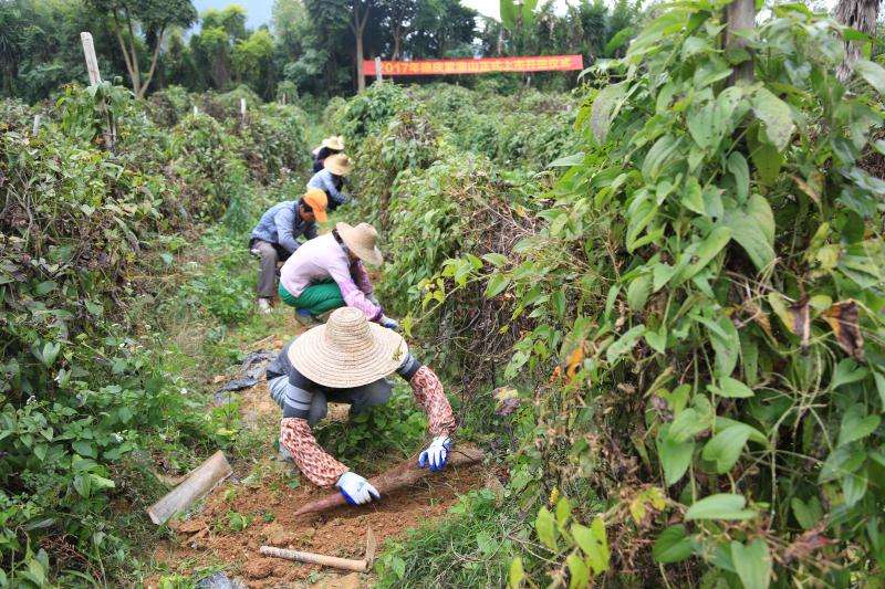 南方人参批发市场,正宗东北人参产地直销