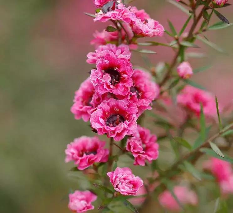 清新雅致的松叶牡丹,叶似榆树花如梅花