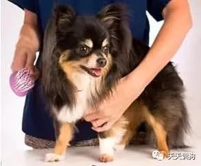 自己在家如何给狗狗做清洁,怎么自己在家给狗狗做内外驱虫