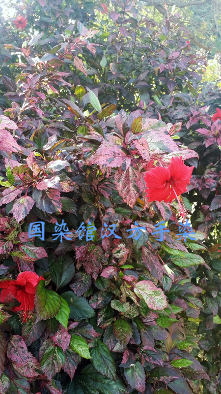 天然深红色染料植物,植物染料有哪些