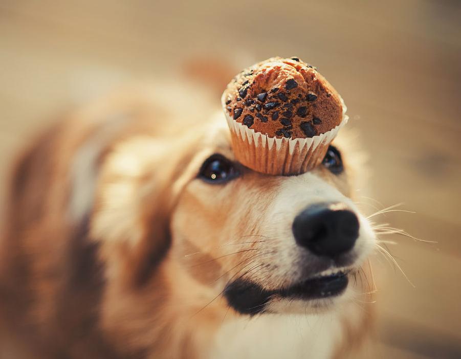 路遇恶狗该怎么做,路遇恶狗如何救人