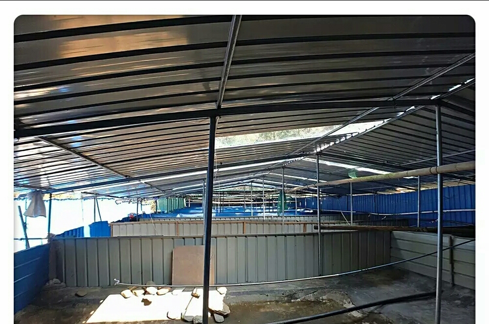 高山生态养殖石蛙,石蛙养殖海拔