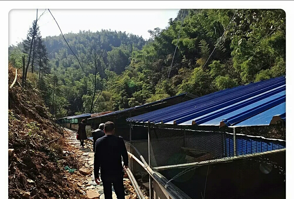 高山生态养殖石蛙,石蛙养殖海拔