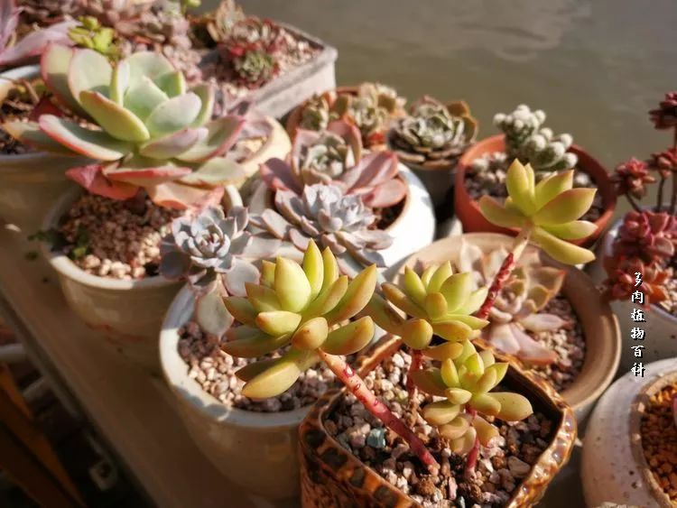 与多肉作伴,与多肉相伴的视频