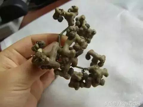 恩施山里野果小时候的味道,恩施野果大全