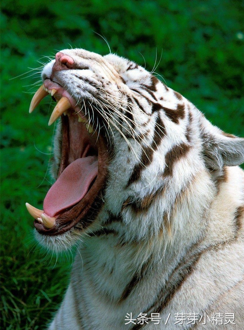 “*牙虎**”你有吗？它突出像大老虎，美则如佟丽娅一样迷人