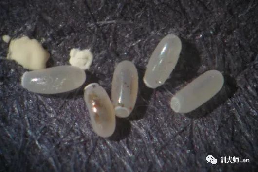 家中的宠物有跳蚤，怎样才能将它们一网打尽？