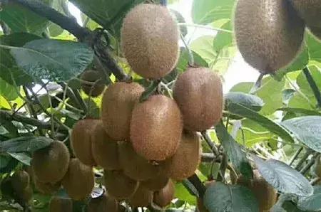 最新农产品供求信息,大农圈最新文章